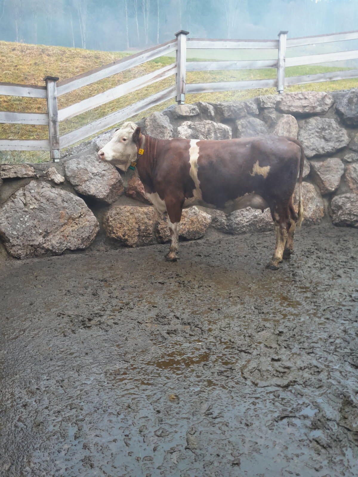 Bio Erstlingskühe 2