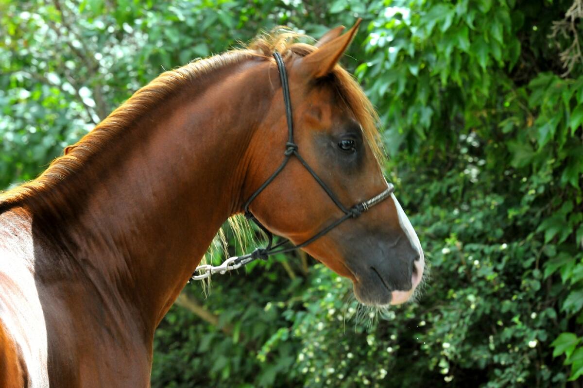 Bastello - fuchsfarbener Hengst mit guten Grundgangarten 2