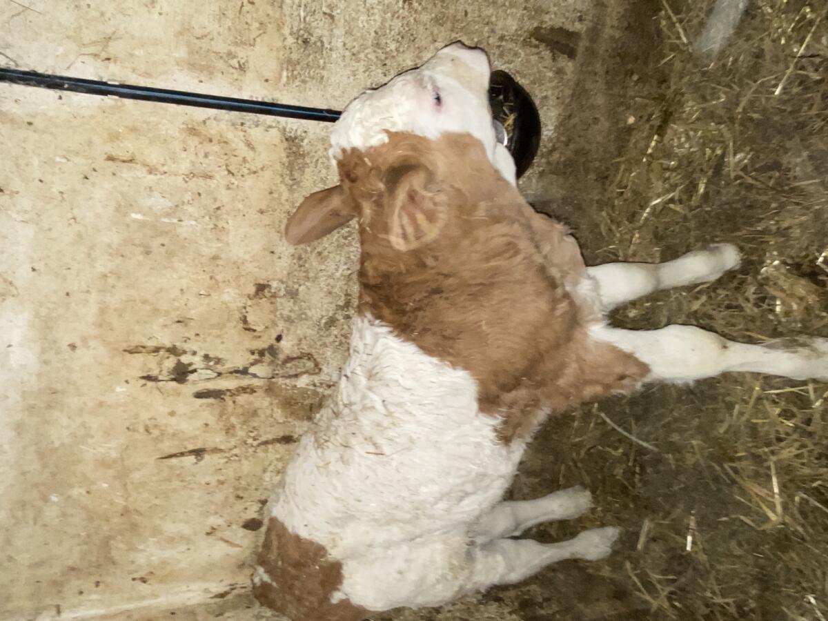 Fleckvieh Stierkalb FV 2