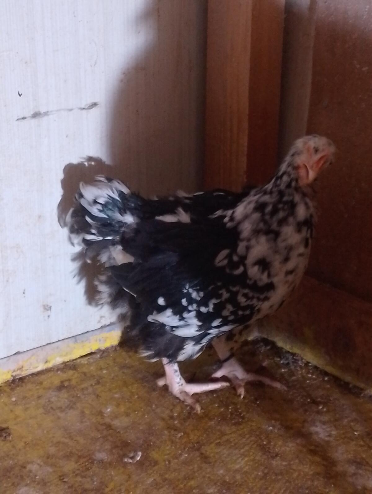 Orpington - Jungtier-Stamm, Hennen + Hahn 2