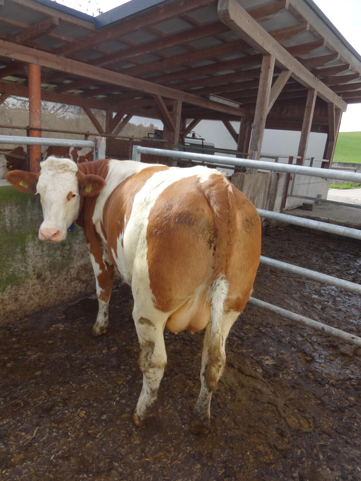 Laufend trächtige Jungkühe 2