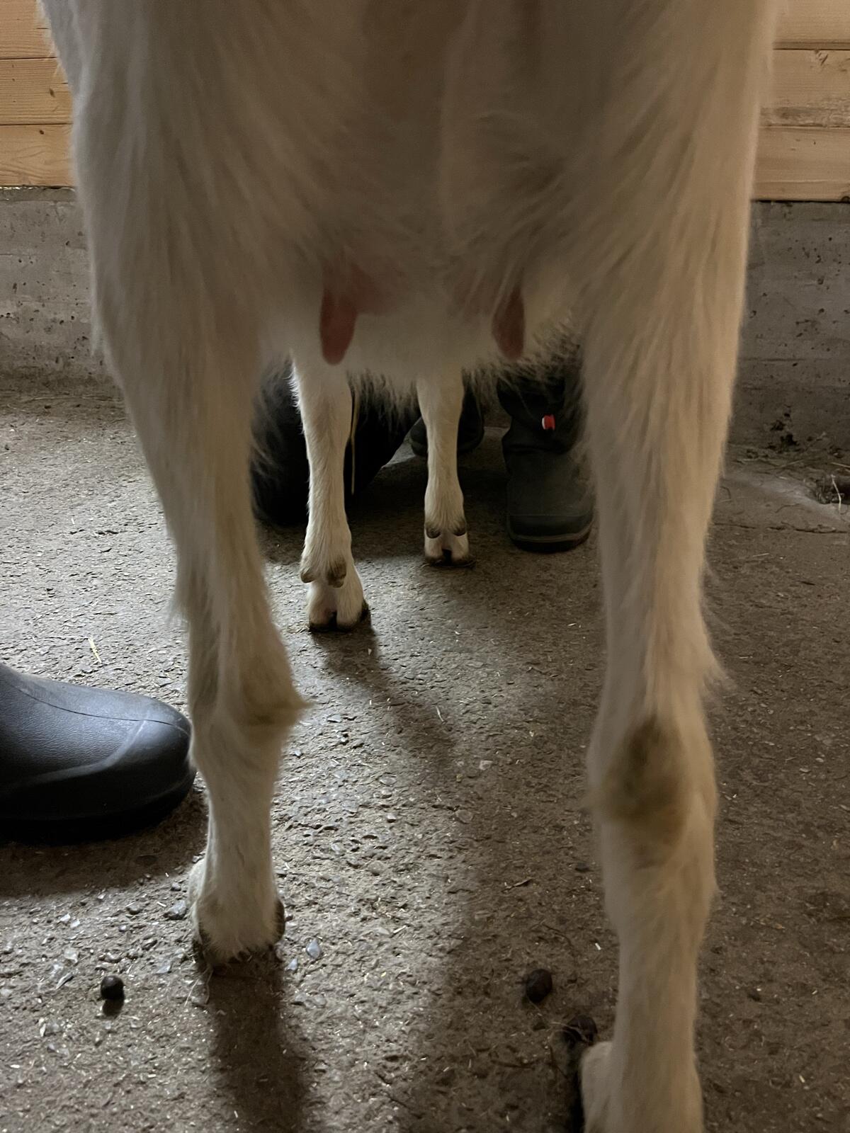 2 Stk. trächtige Saanenkitze 2