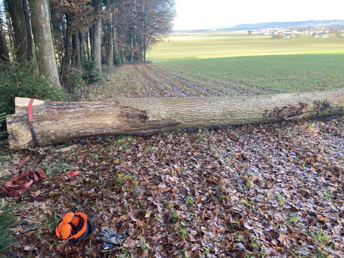 100-jähriger Eichenstamm 3