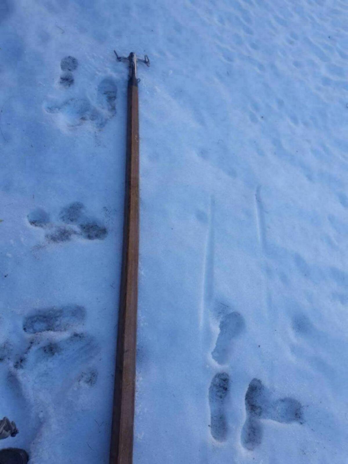 Linzer Wagerl, Spider-Kutsche, Dressurwagen - Noriker Haflin 3