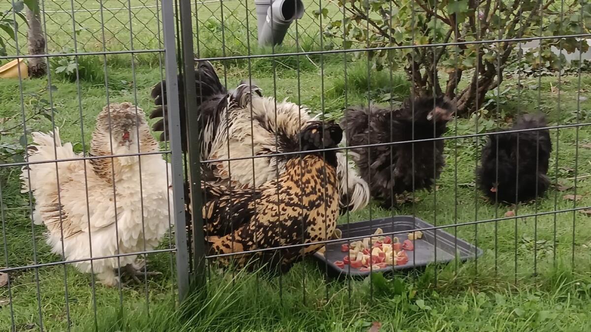 Bruteier Seidenhühner groß 2