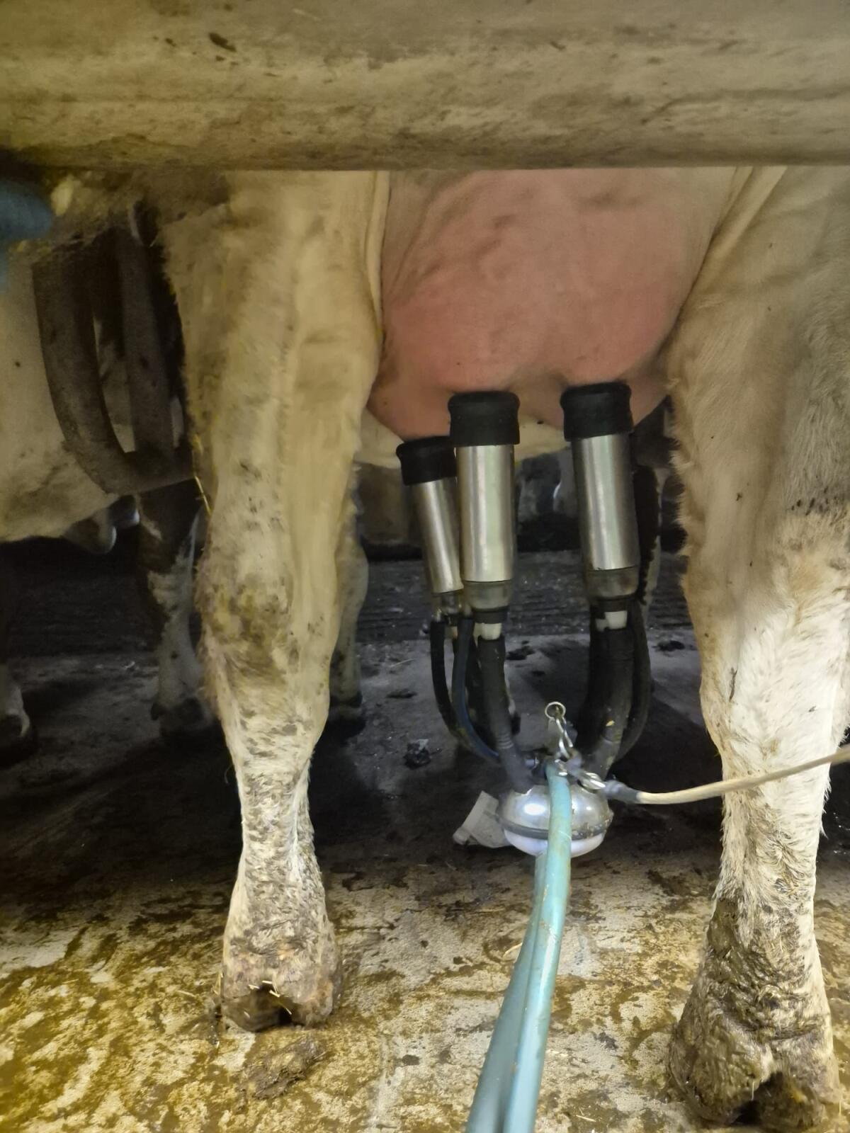 Fleckvieh Erstlingskuh 2