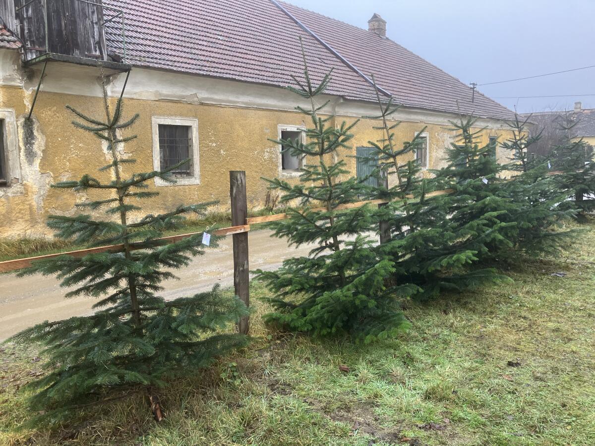 Heimische Christbäume aus Ladendorf last minute 2