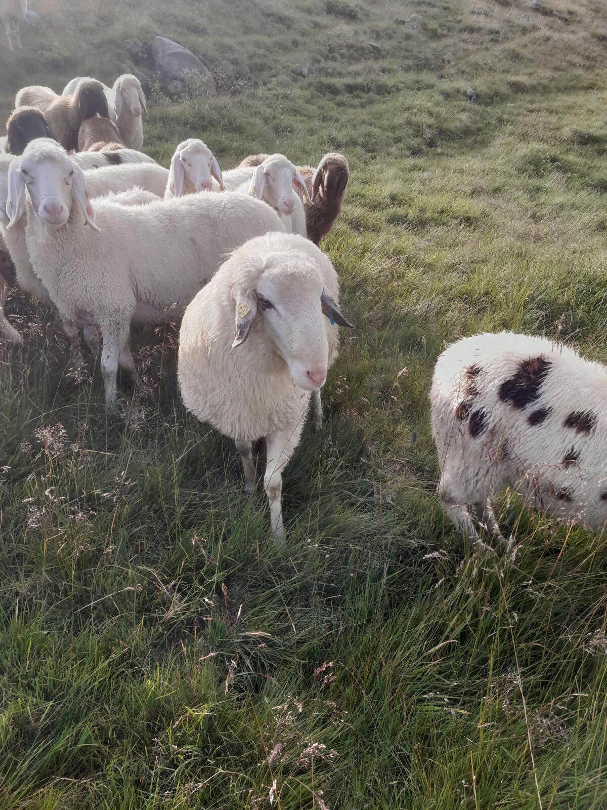 Brillenschafwidder 2