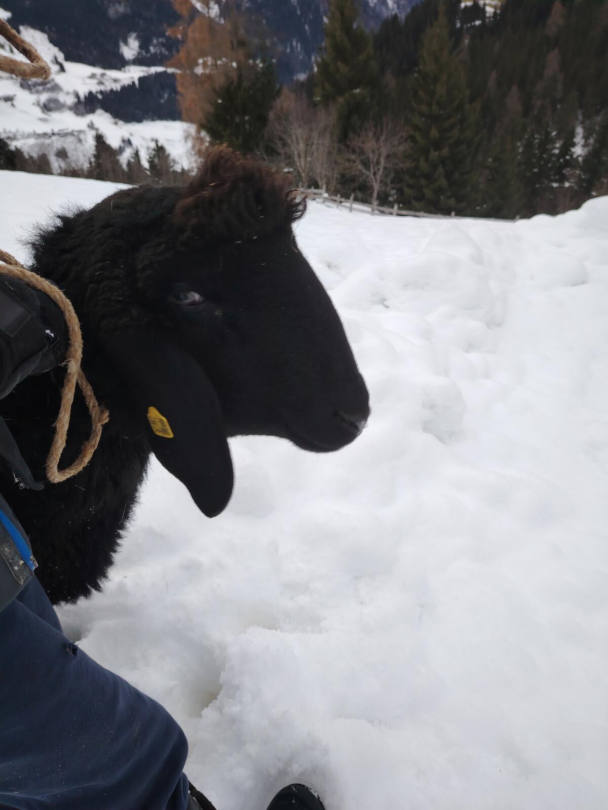 Jungwidder zu verkaufen 2