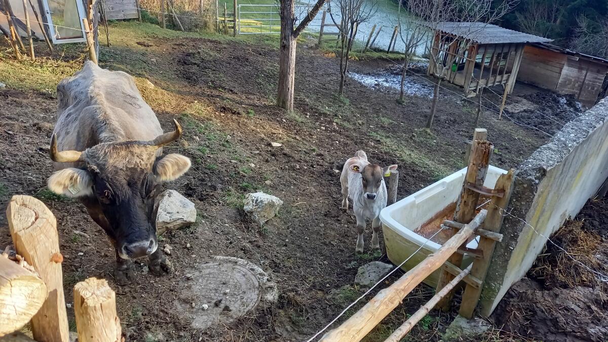 Grauvieh Kuh mit Kalb 3