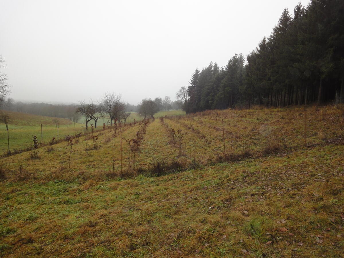 Vergebe Ausgleichsflächen, Ersatzflächen 3