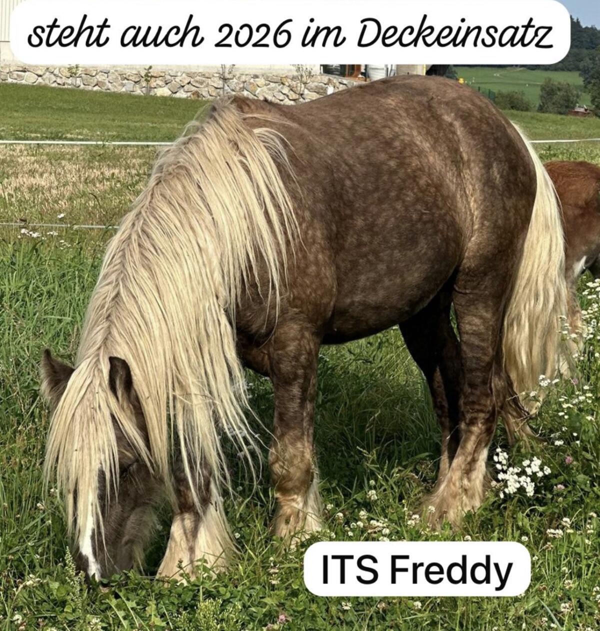 Deckanzeige Irish Tinkerhengste 3