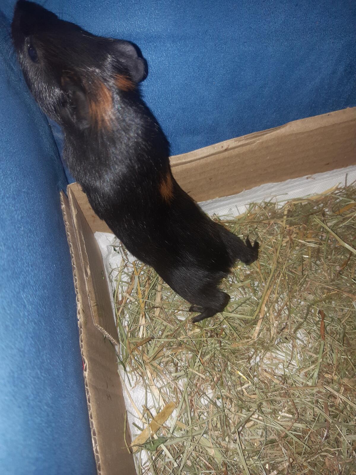 Meerschweinchen männlich 2