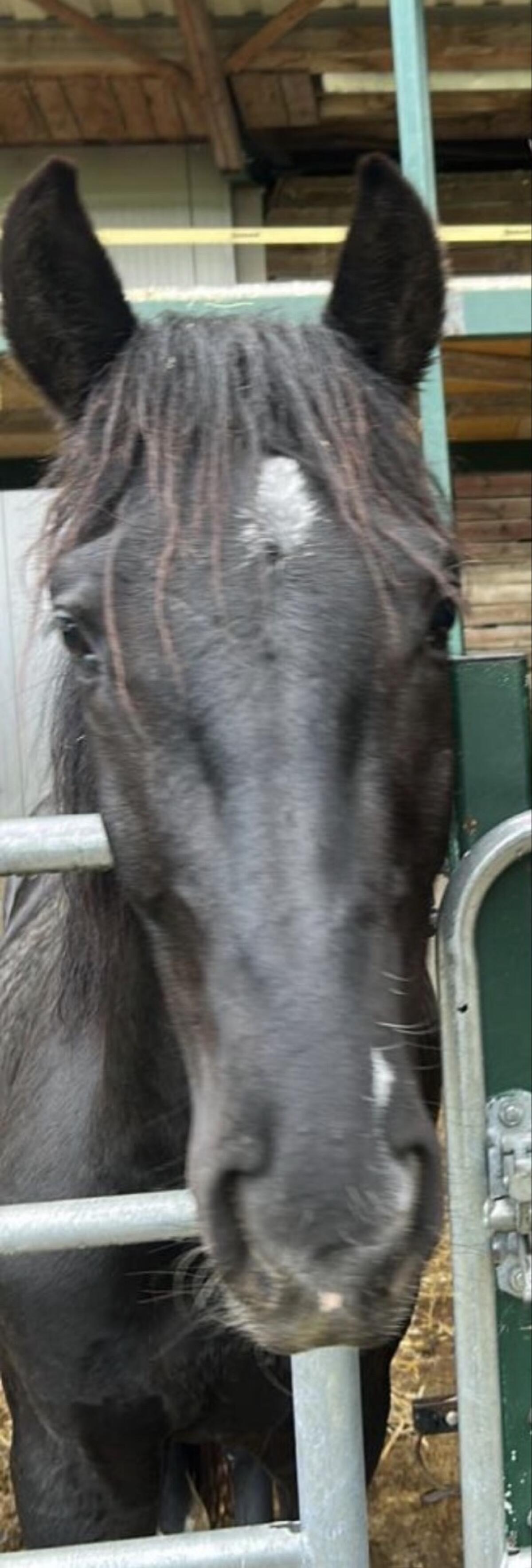 Wunderschöner Spaniermix sucht Bestplatz 3