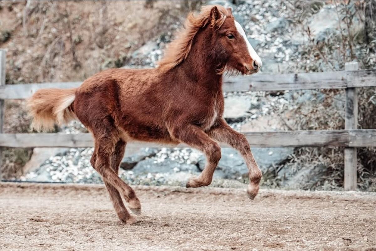 Islandpferd - Top Hengstfohlen aus Eliteeltern 2