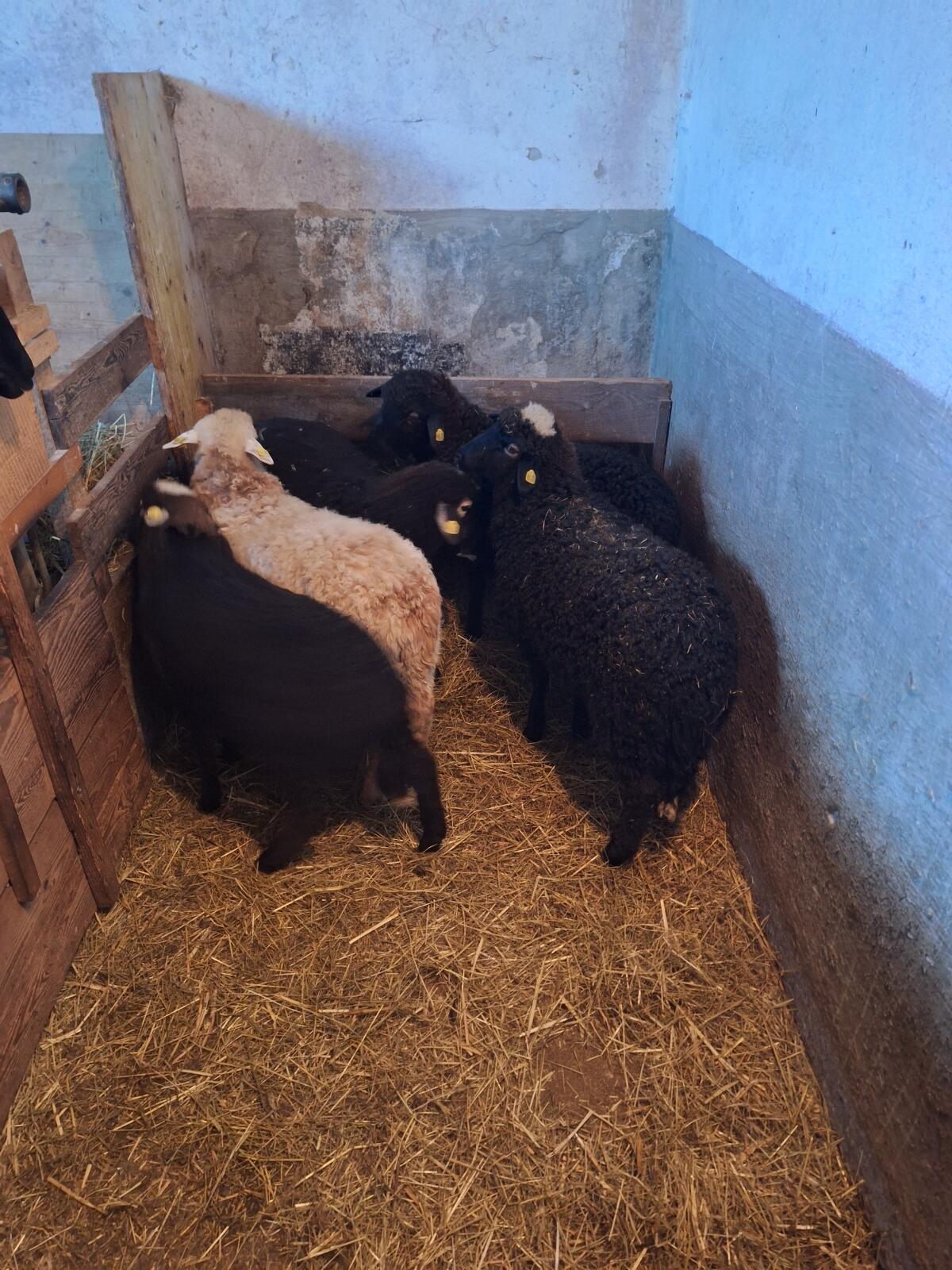 Krainersteinschaflämmer 2