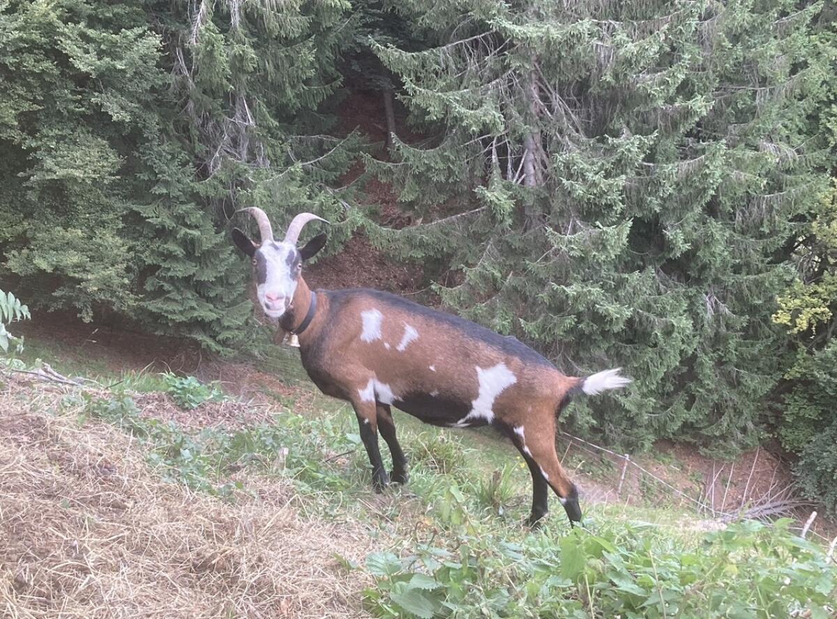 Tauernscheckenziegen 2