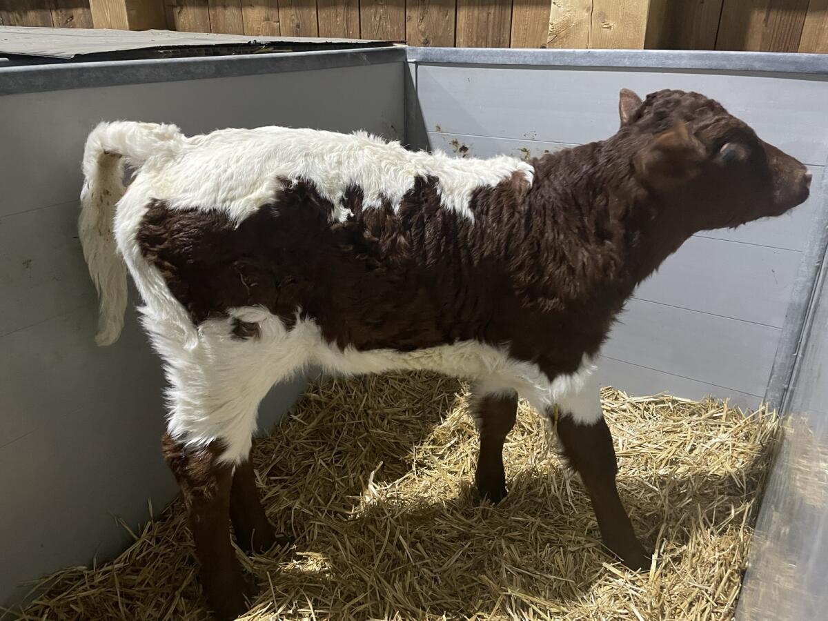 Original Pinzgauer Kuhkalb 2