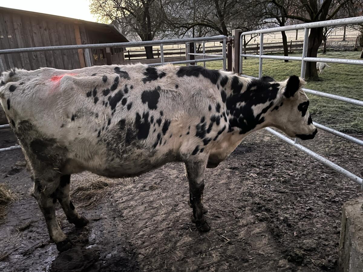 Bio Normande Kuh zu verkaufen 1