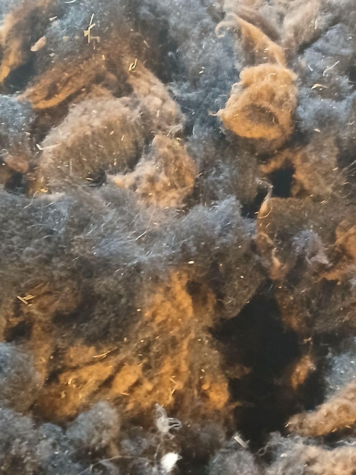 Schafswolle vom Tiroler Bergschaf 2