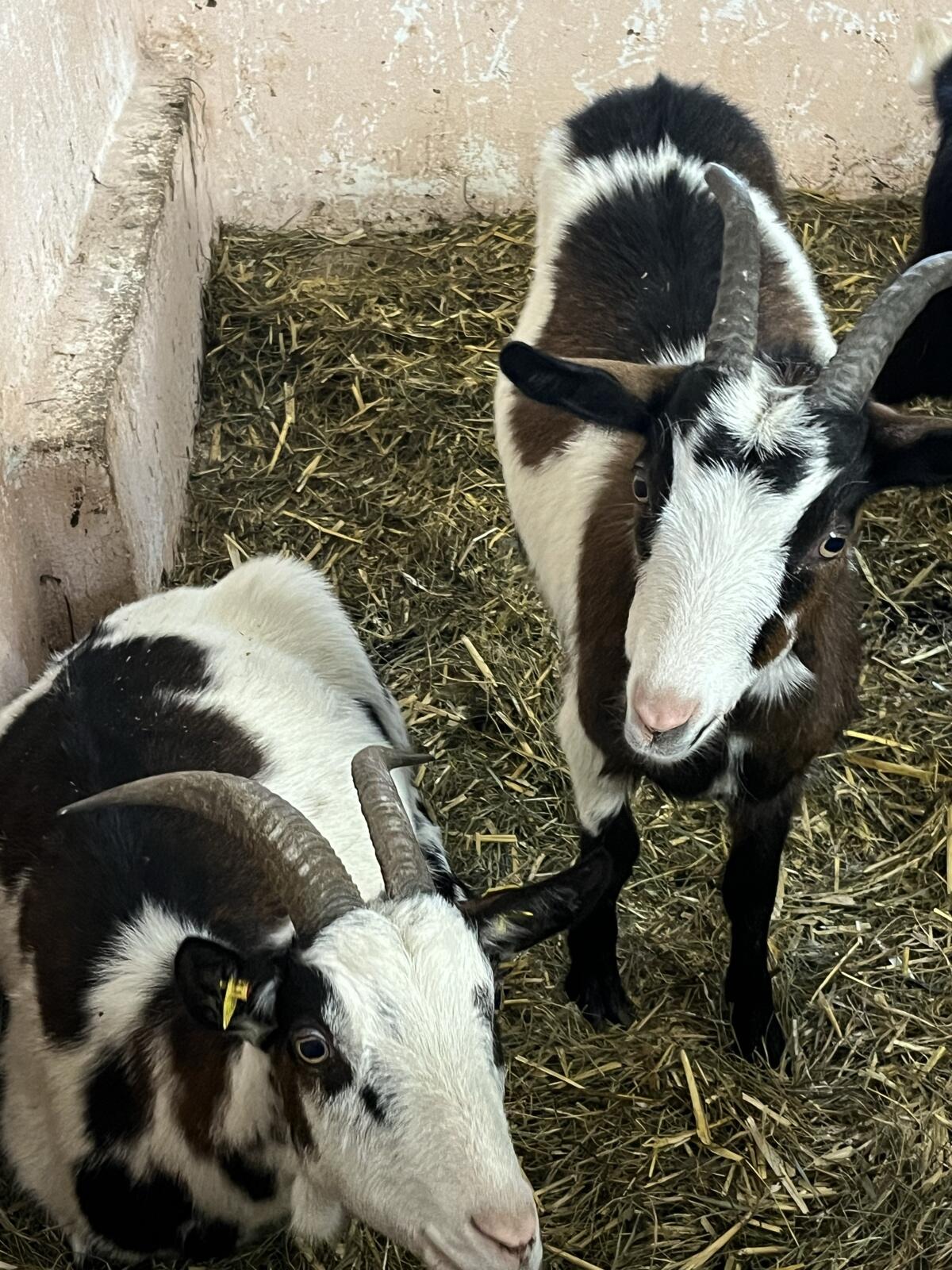 Tauernschecken Ziegen 2