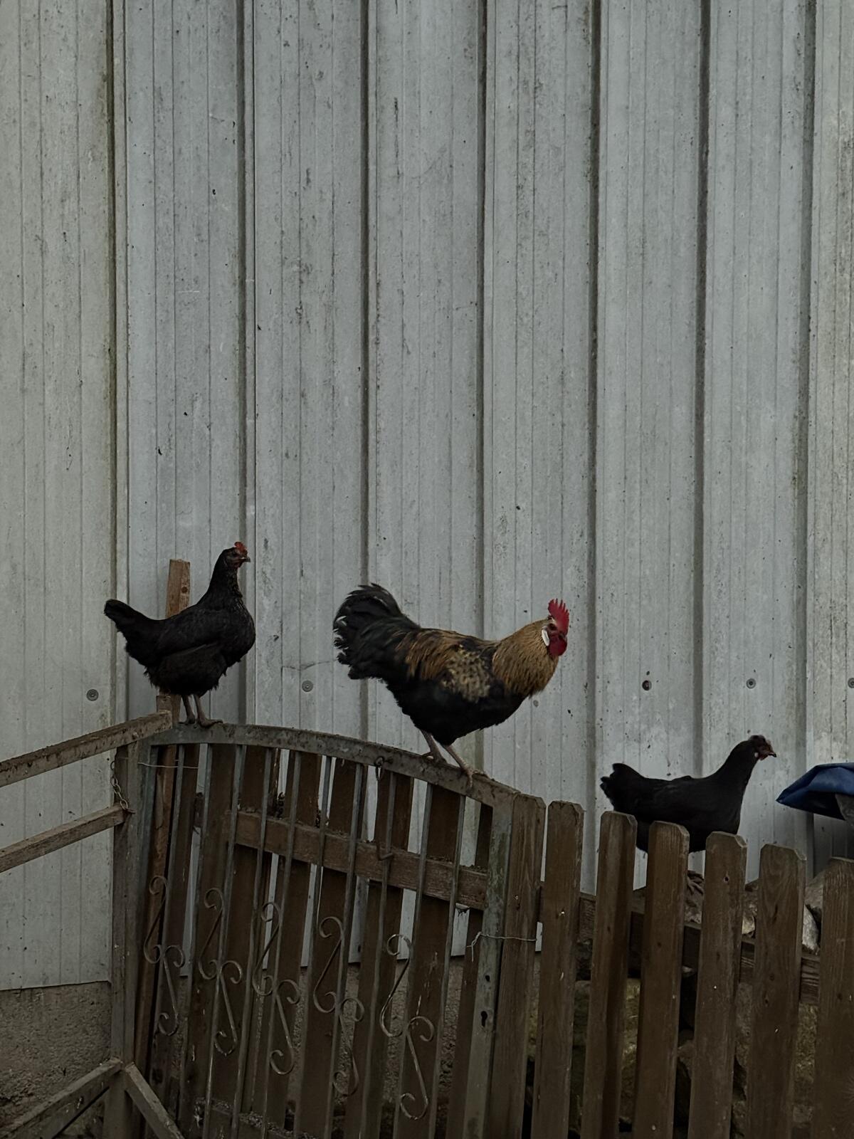 Hähne und Hühner 3