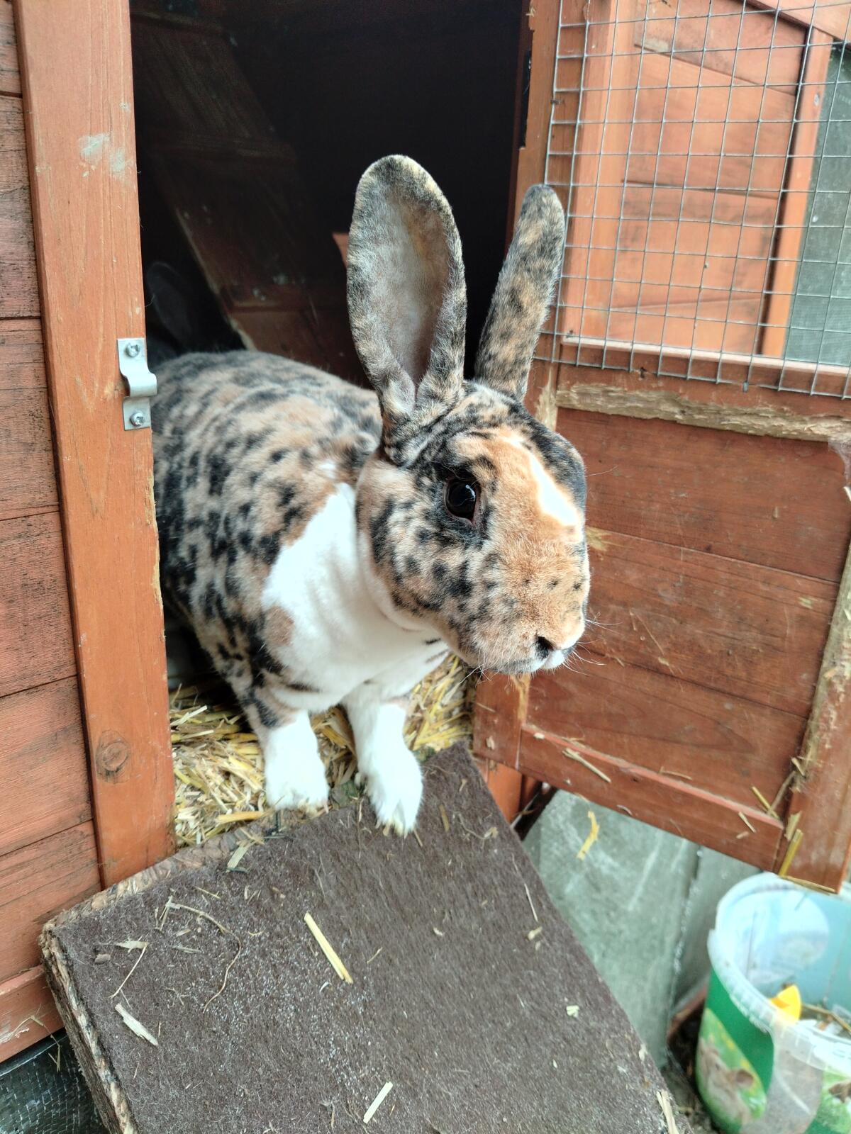 2 Kleinrex Kastraten 2