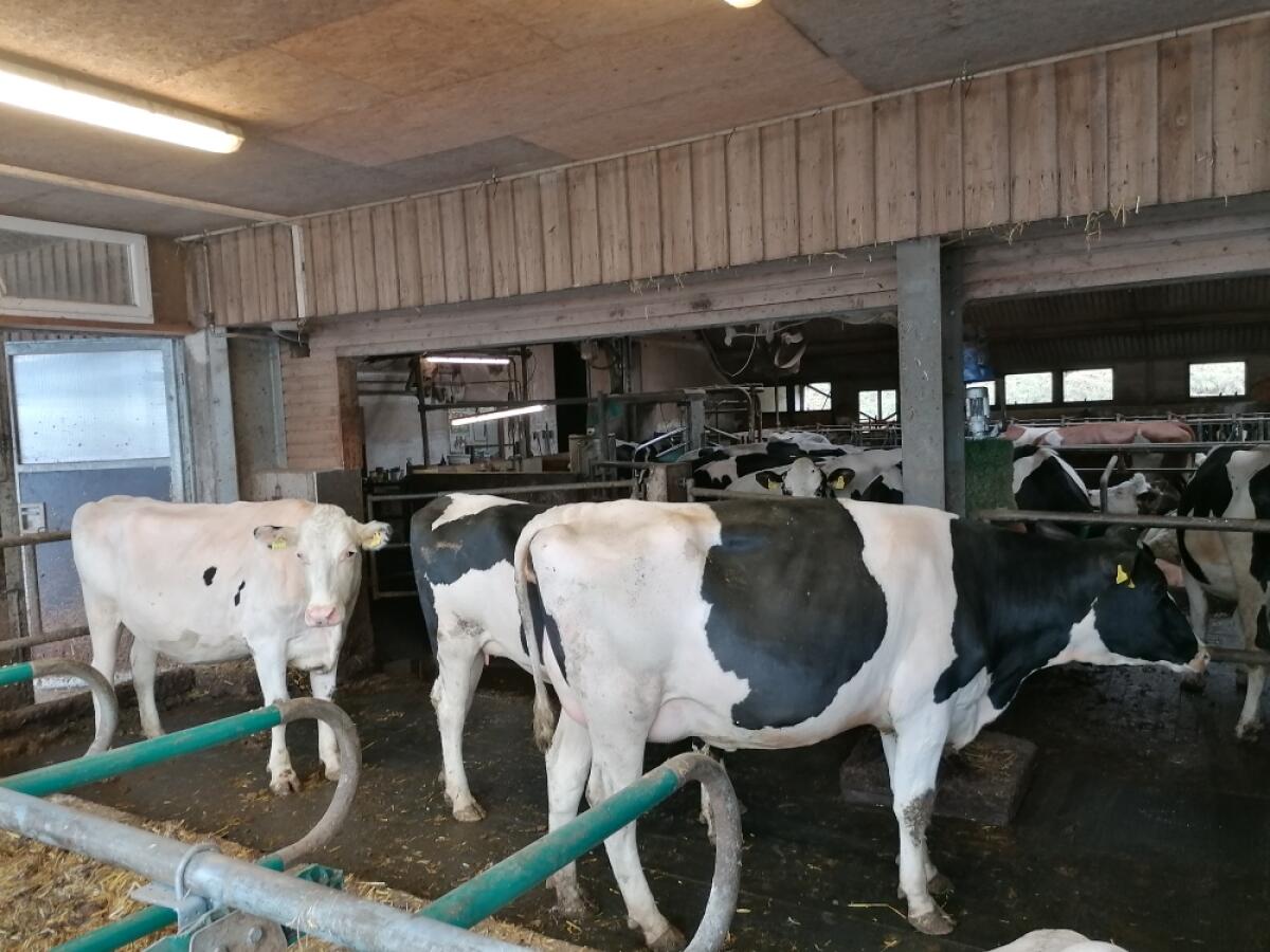Holstein Kalbinen 2