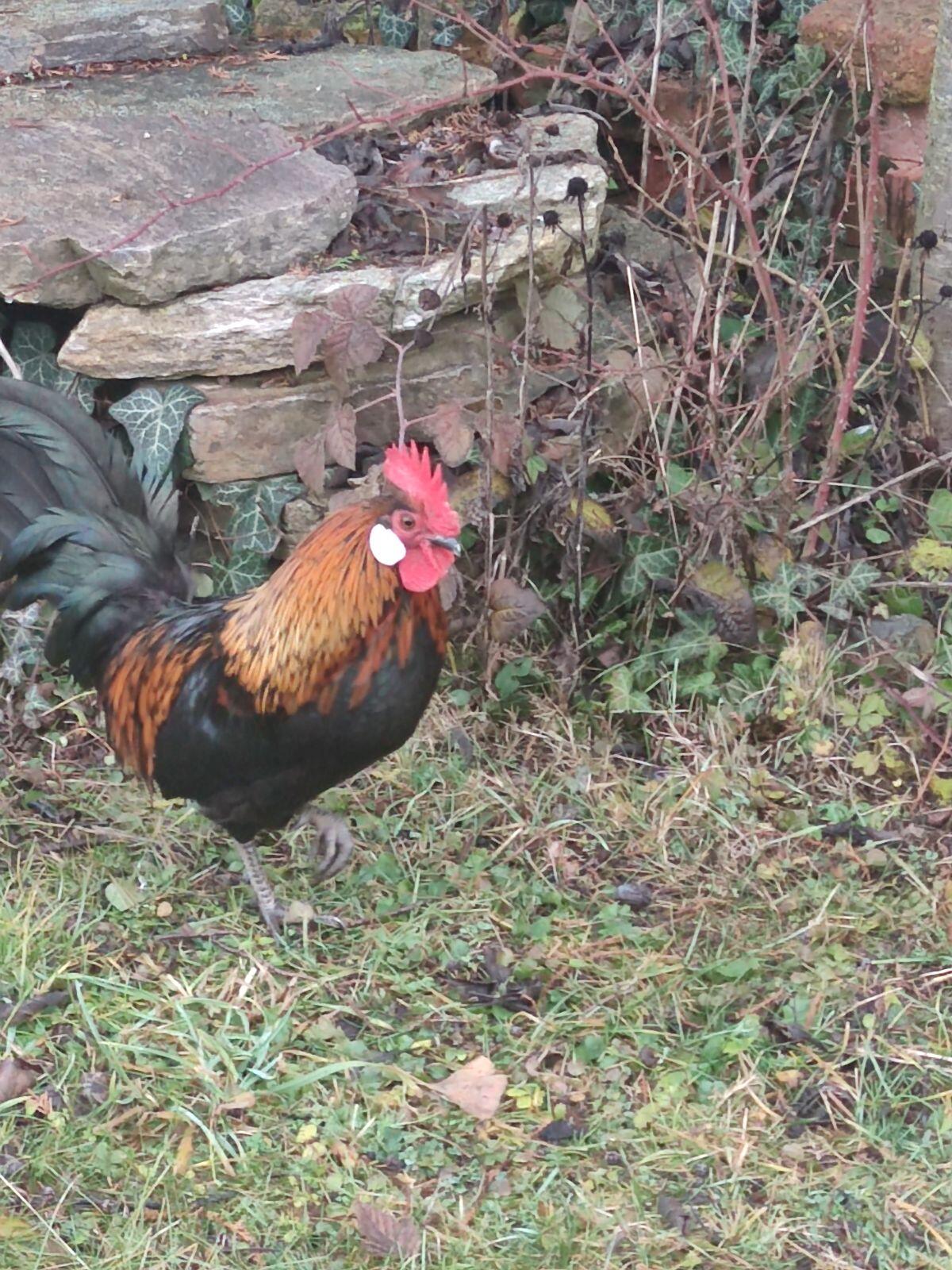 Schwedischer Zwerghahn 3