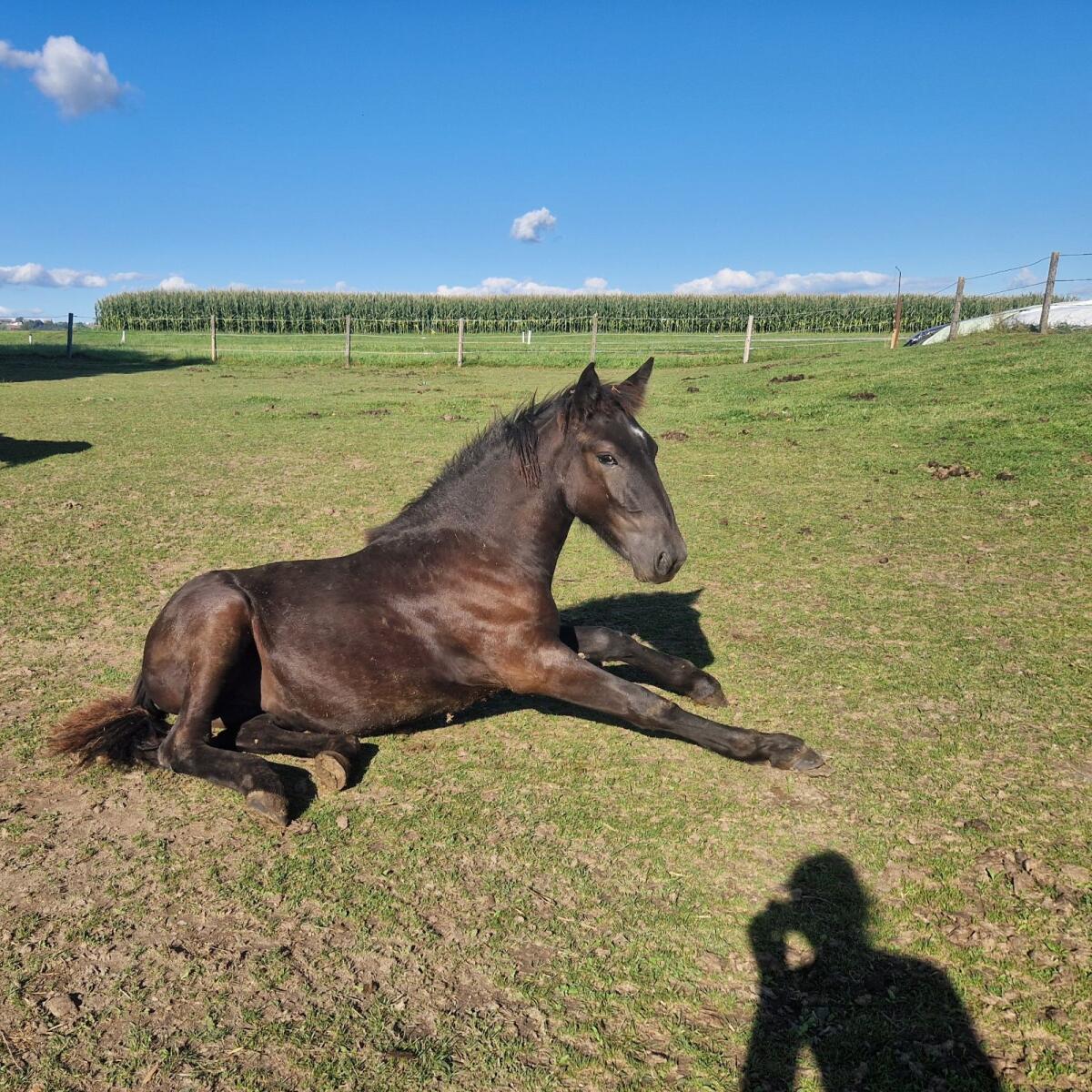 Noriker Stutfohlen 2