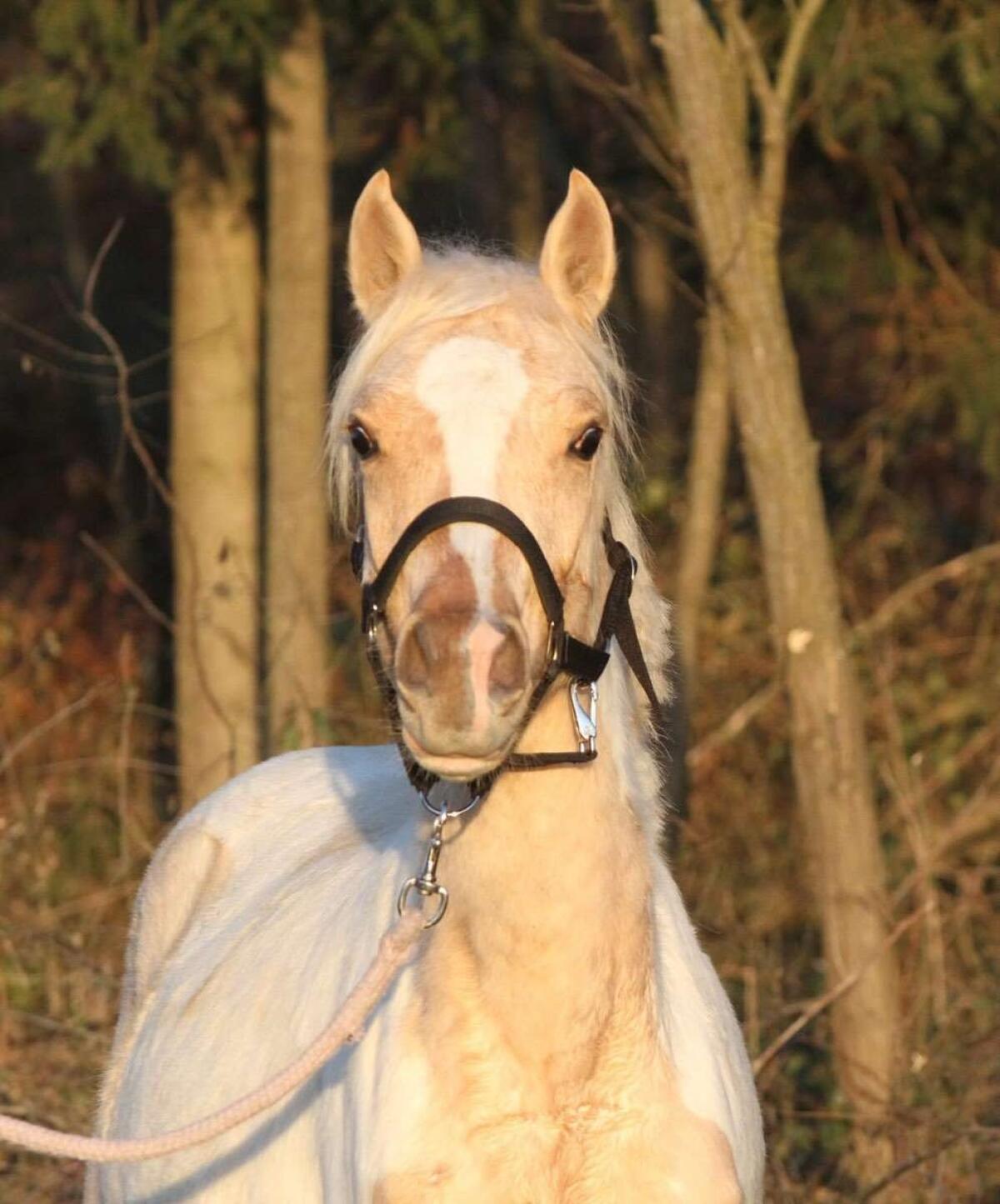 Bildschönes Nachwuchspony 2