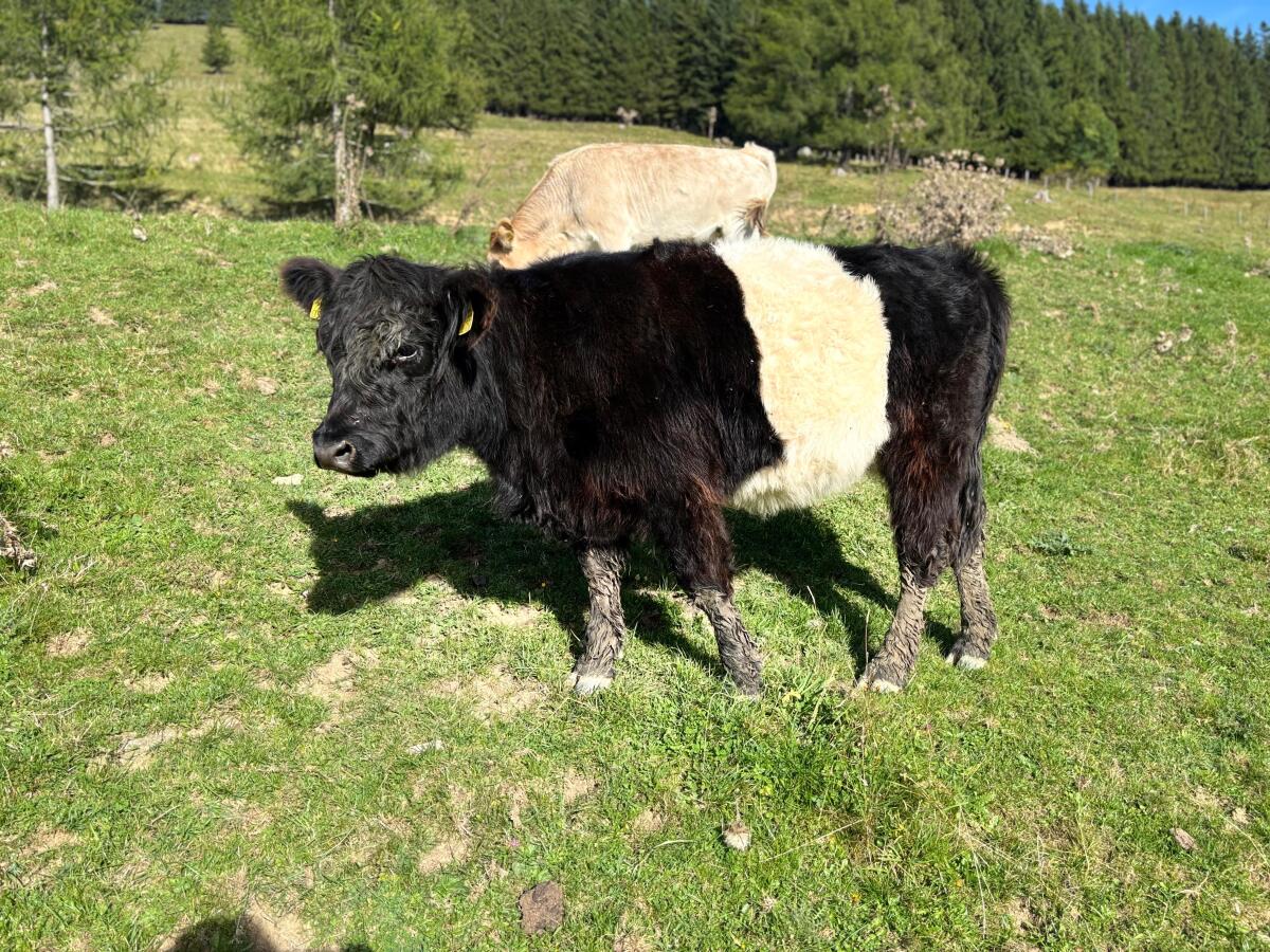 Belted Galloway Kalbin 2