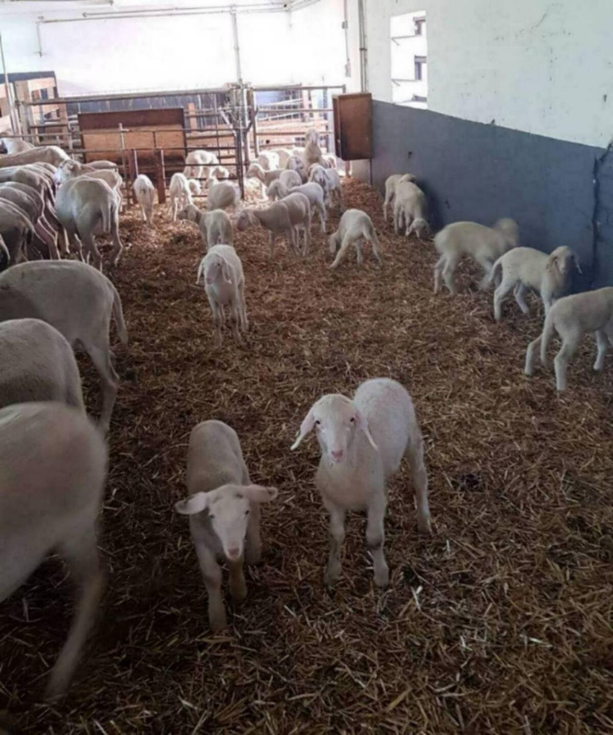 Merino Zuchtschafe/Zuchtlämmer 2