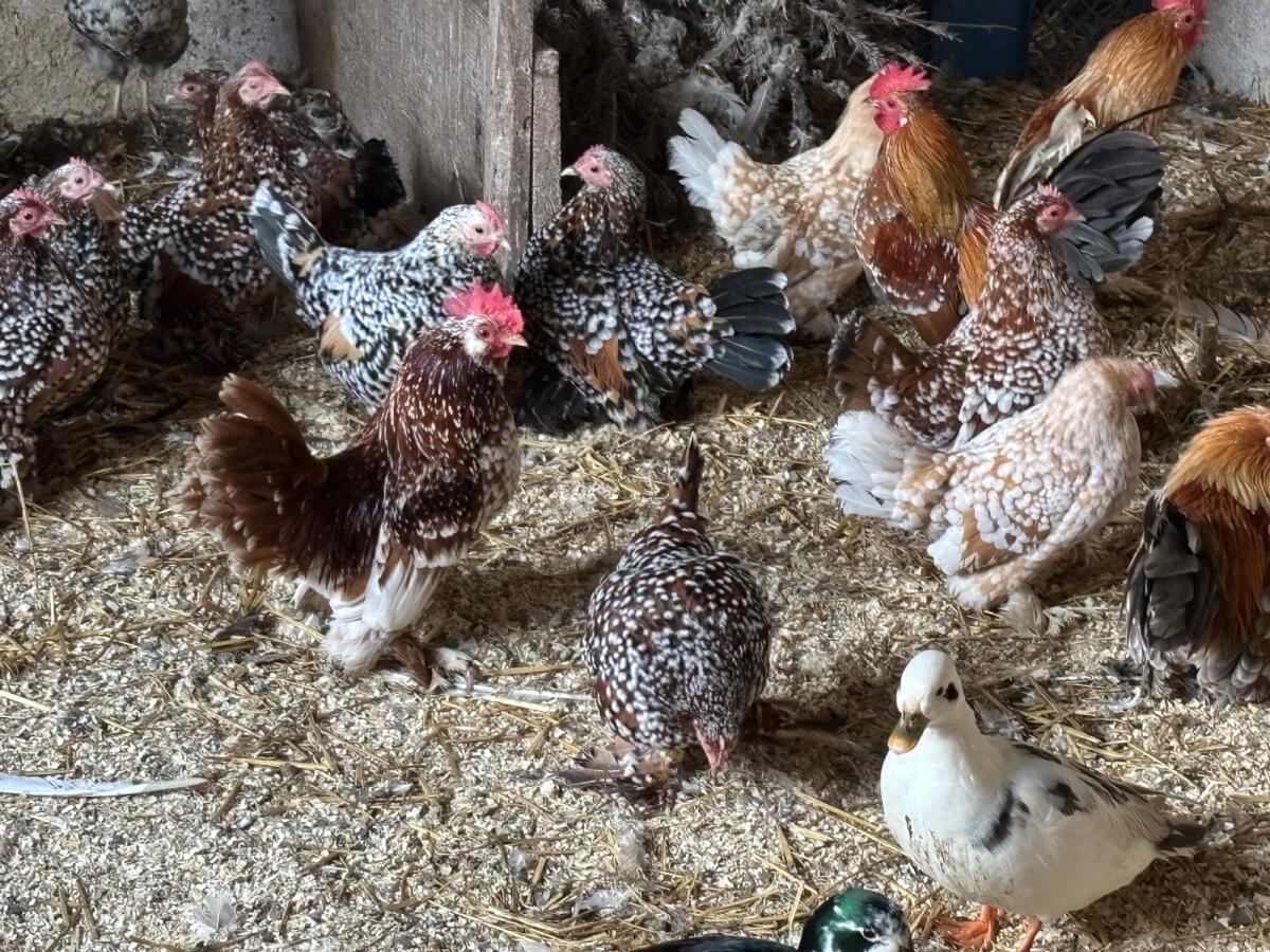 Federfüßige Zwerghühner 2