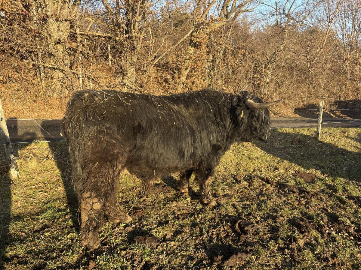 Hochlandrind Stier Bio 2