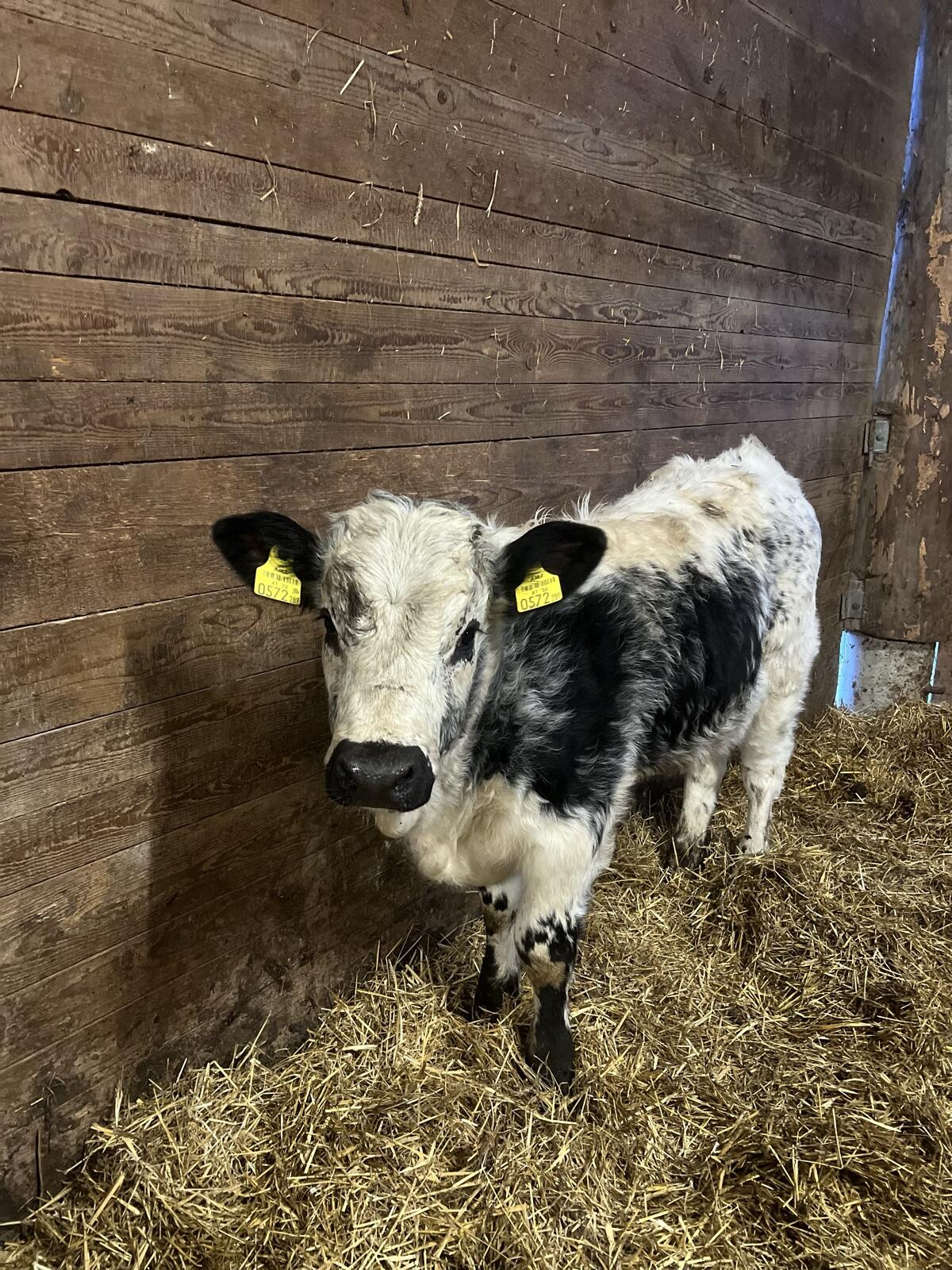 Pustertaler Sprinzen w 1