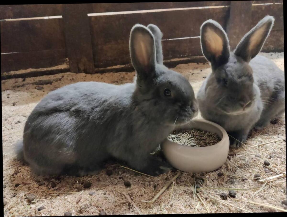 Blaue Wiener Hasen 3