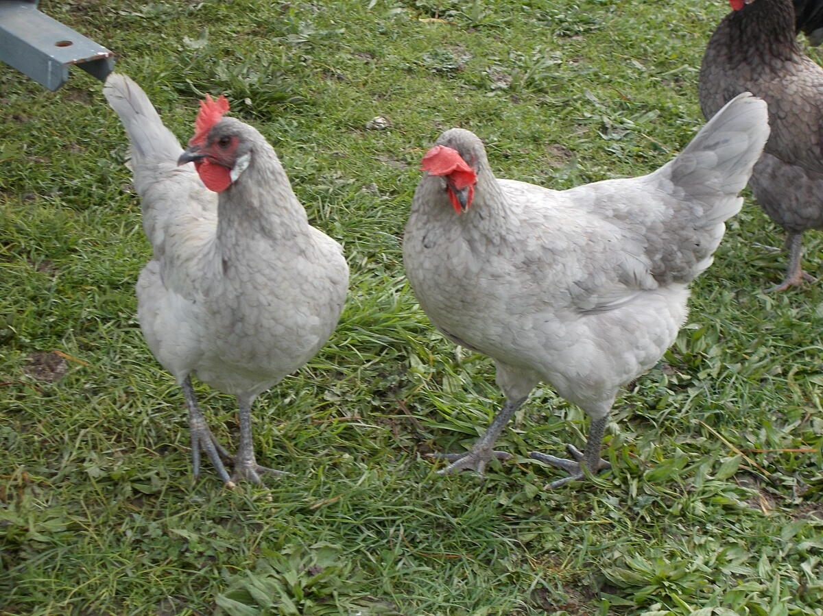 Bresse Gauloise Bleu 2