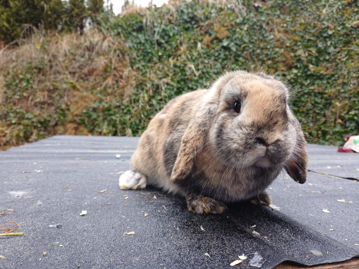 Zwergwidder-Häsin 2