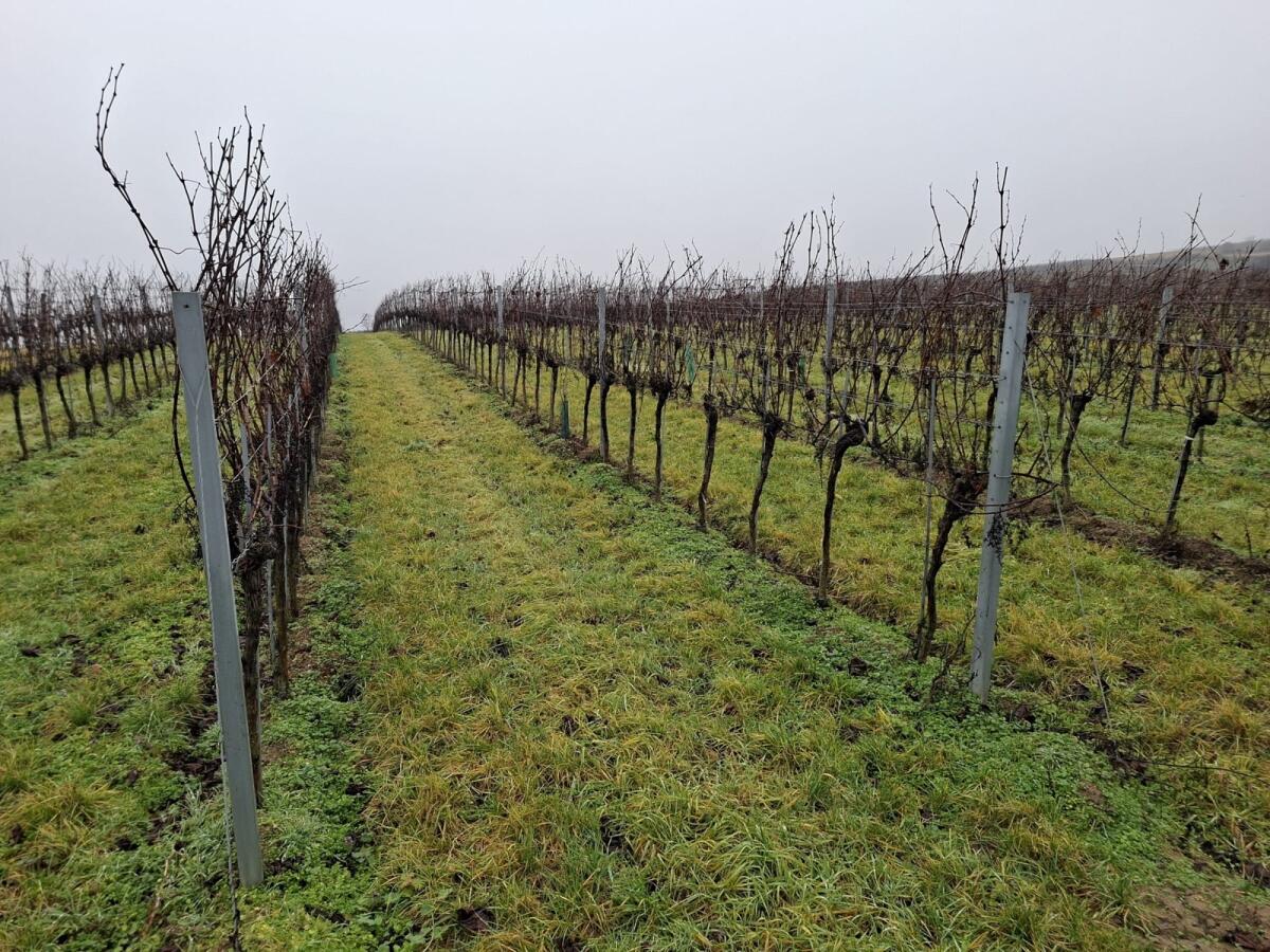 Weingärten zu verkaufen, verpachten oder tauschen 2