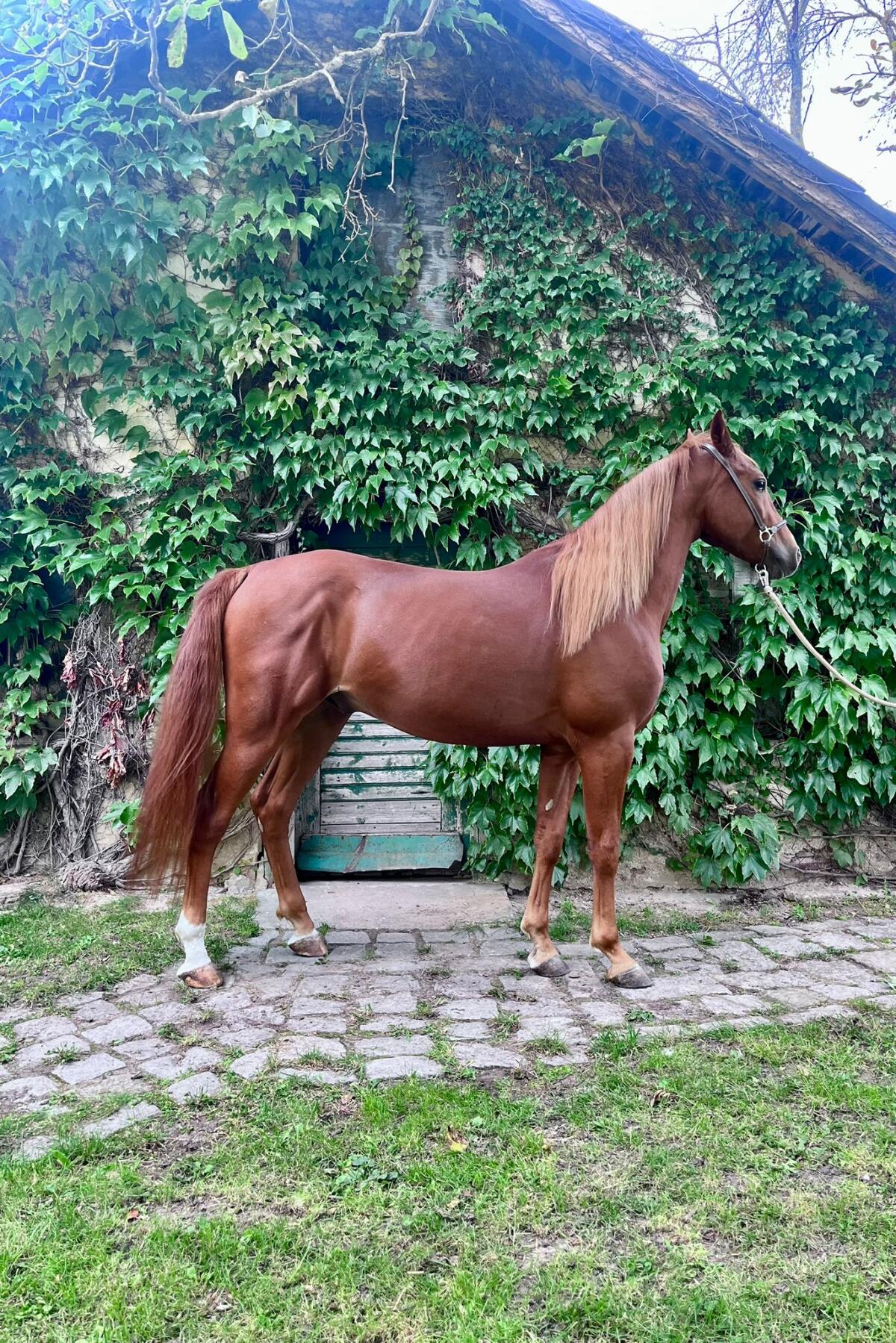 Eleganter fünfjähriger Fuchs-Wallach mit Ausstrahlung 2