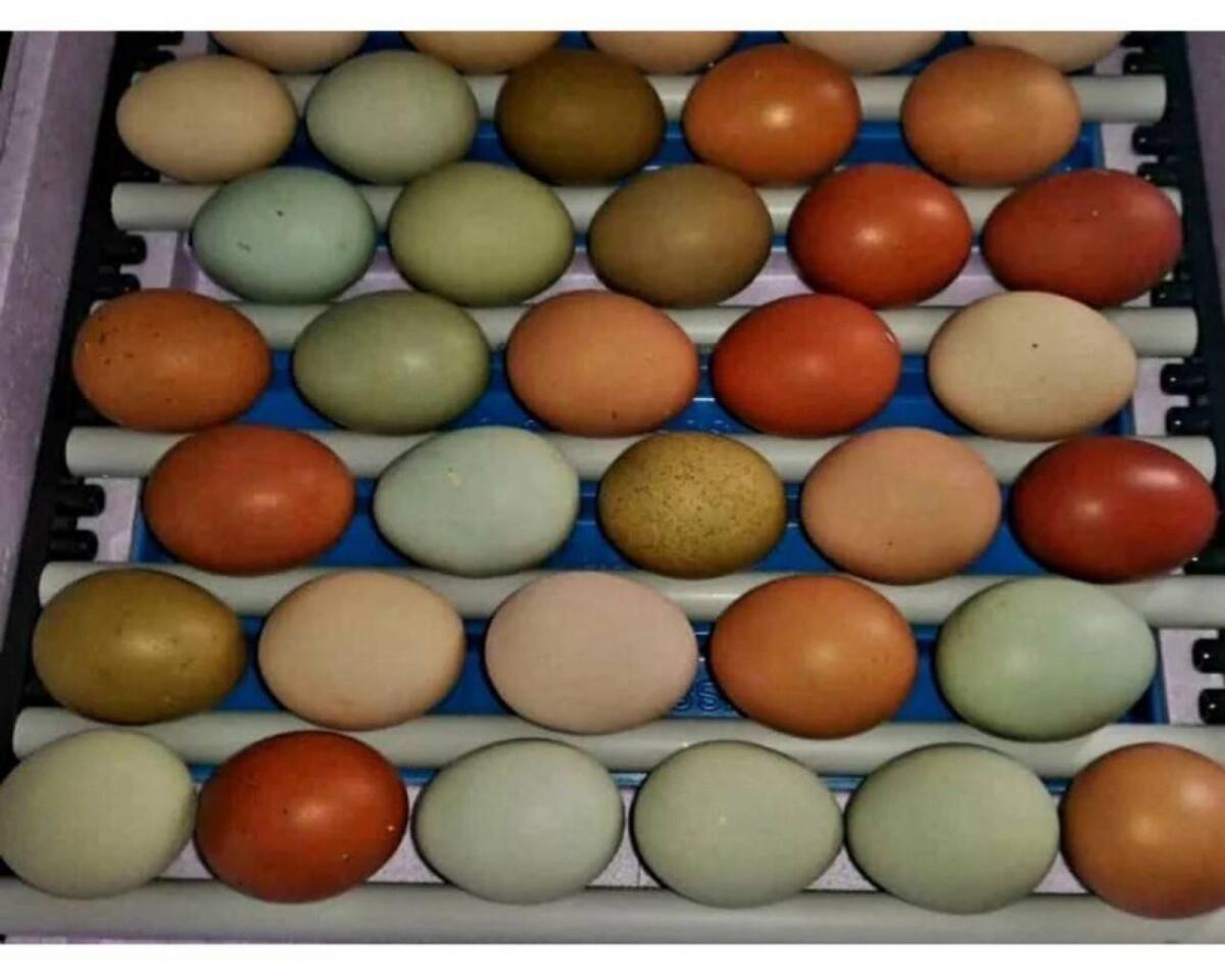 Bunte Bruteier 10 + 2 Gratis € 17,- Easteregger Eier 3