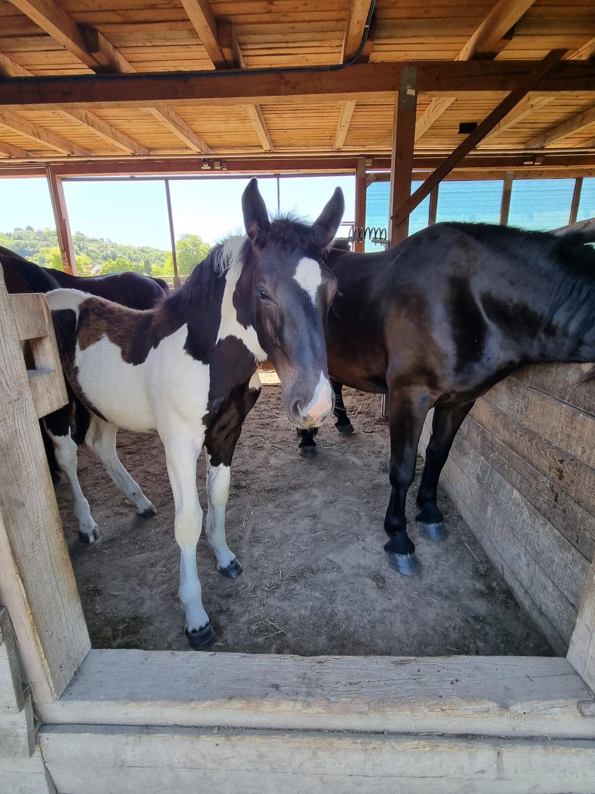 Norikerstutfohlen Rapp-Schecke 2