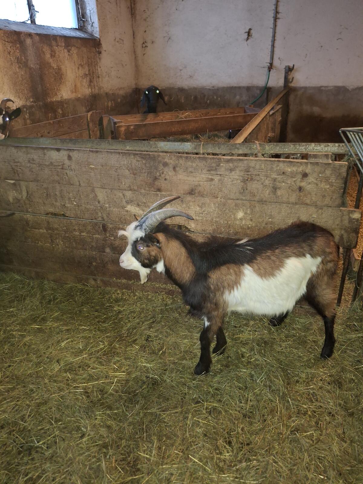 Tauernscheckenbock 2