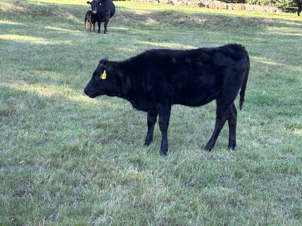 Wagyu Fullblood weiblich Absetzer Herdbuch/Zuchtrind 3