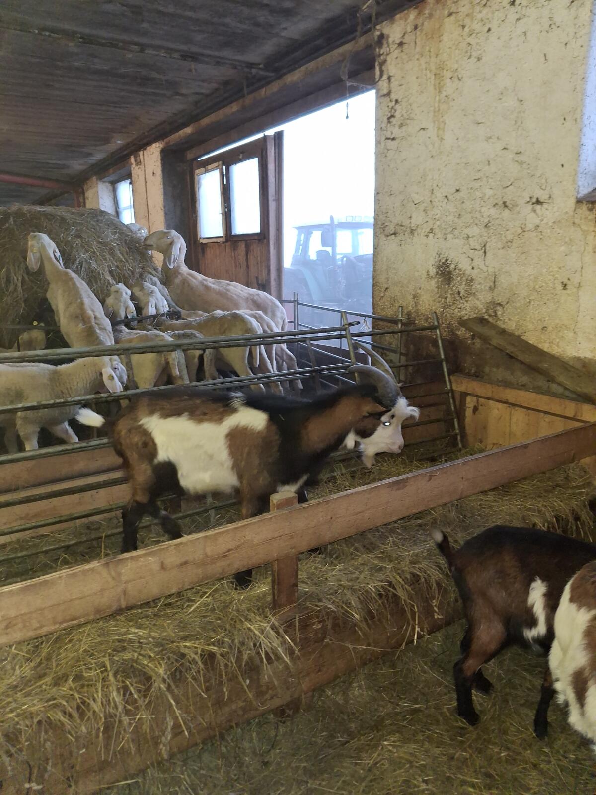 Tauernscheckenbock 3