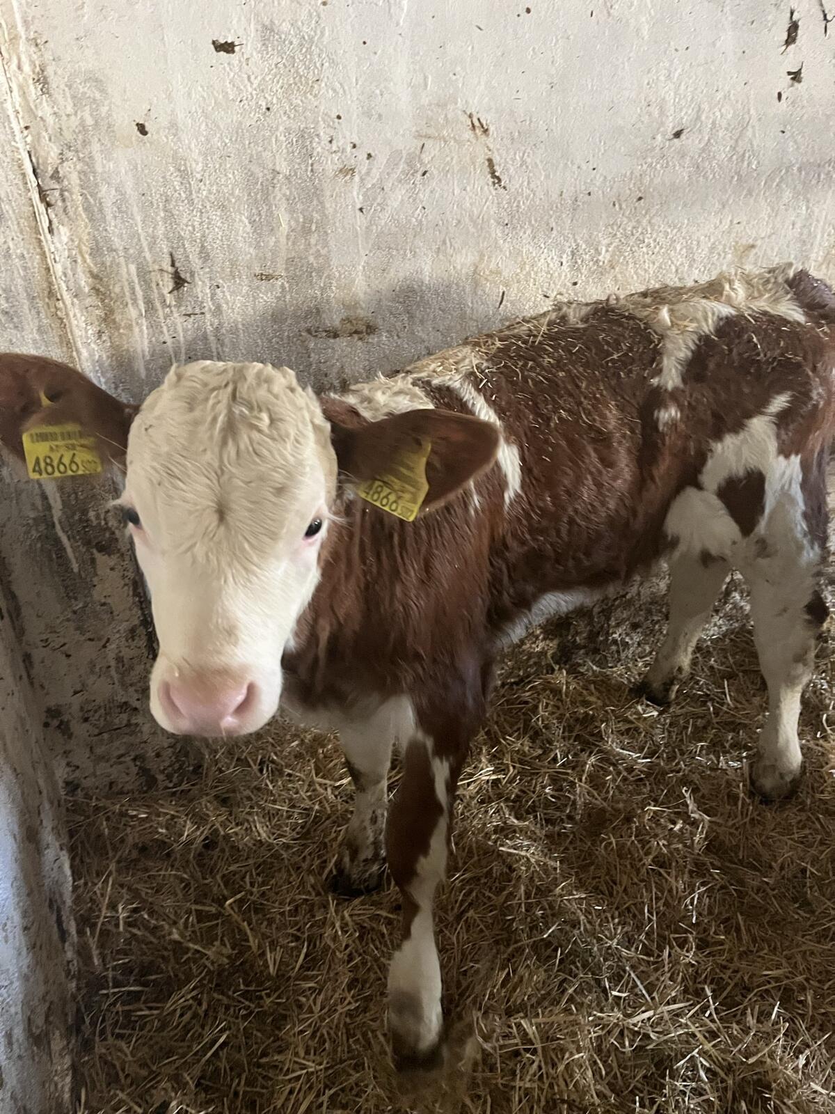 Bio Fleckvieh Kälber 2