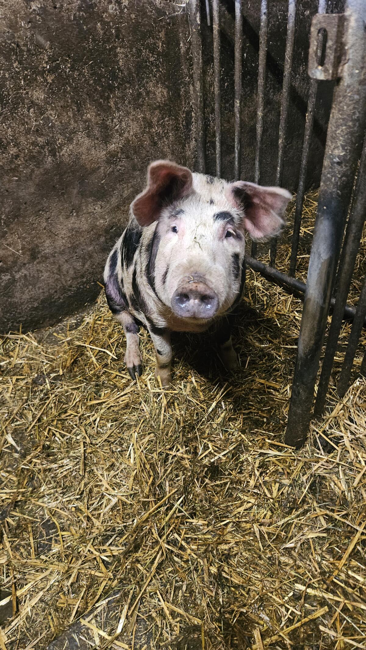 Turopolie Mastschweine 2