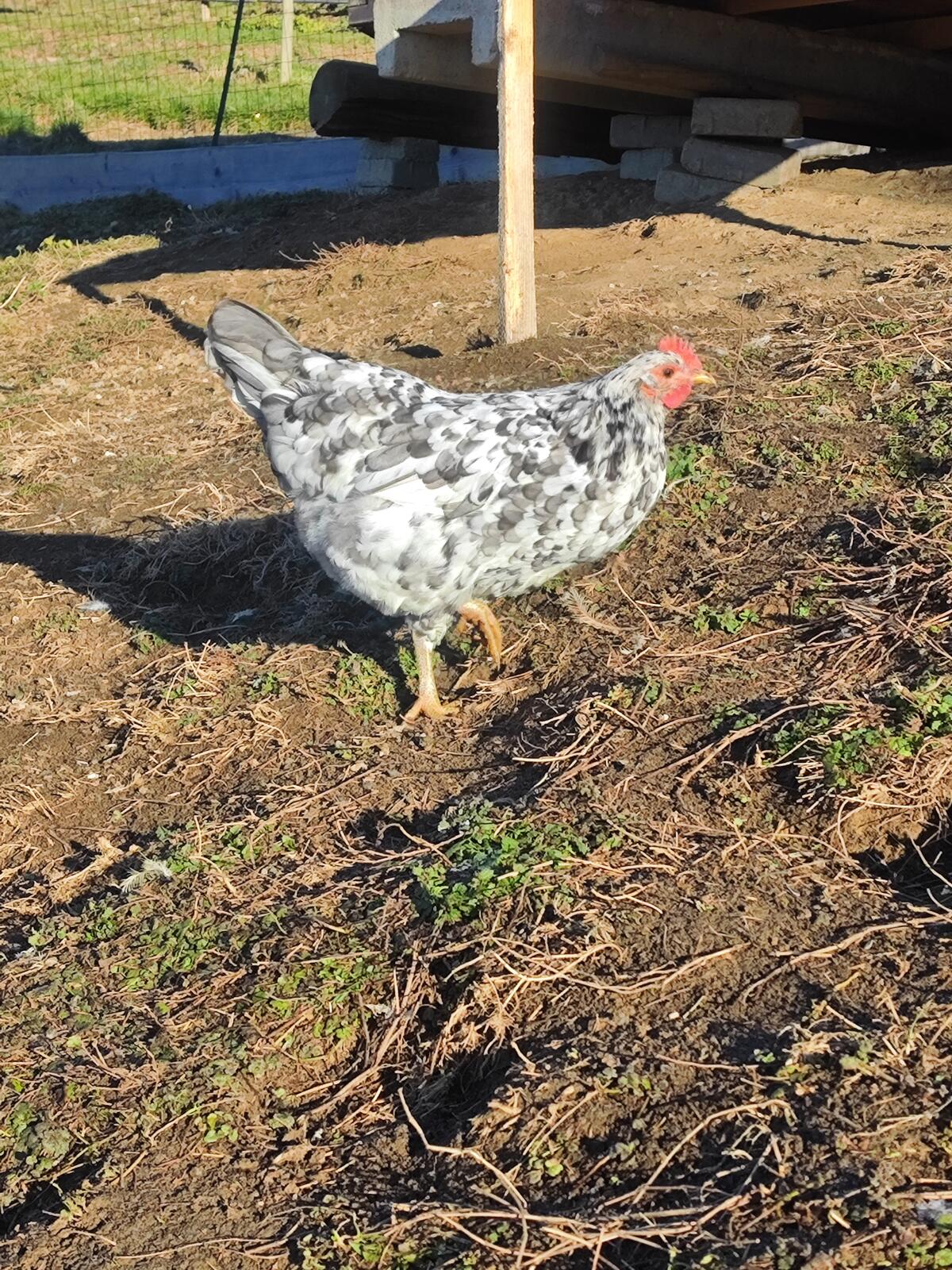 Silverudds Blå, Grünleger, Hühner 2