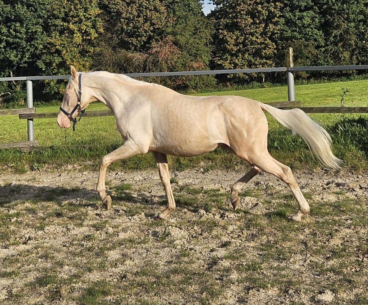 Österreichischer Reitponyhengst Cremello 3